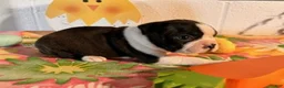 Boston Terrier dogs for sale: Betty - Ad 4