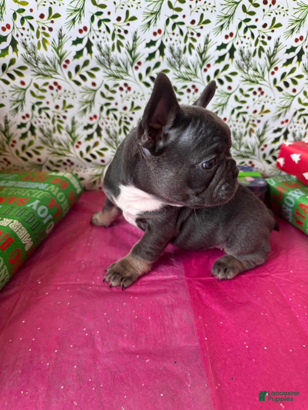 French Bulldog dogs for sale: ROSIE - Ad 10