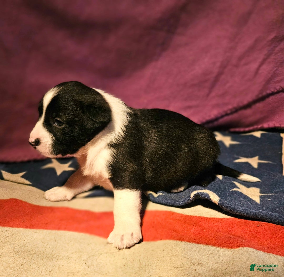 Border Collie dogs for sale: Buffy - Ad 8