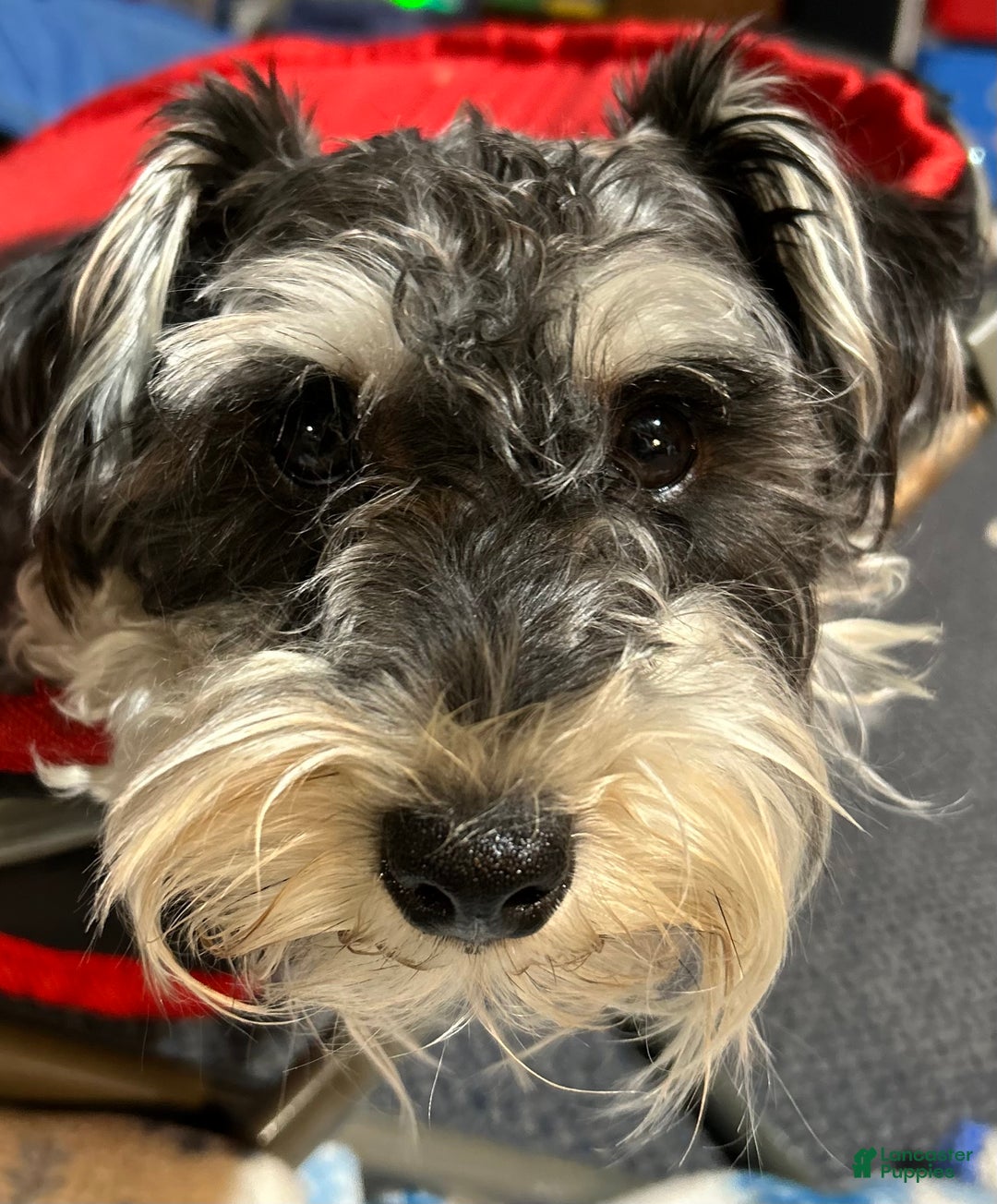 Miniature Schnauzer dogs for sale: DOTTIE - Ad 6