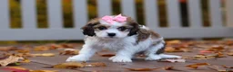 Cavachon dogs for sale: Bella - Ad 6