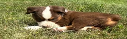 Miniature Australian Shepherd dogs for sale: Miniature Australian Shepherd Puppy 5 - Ad 14