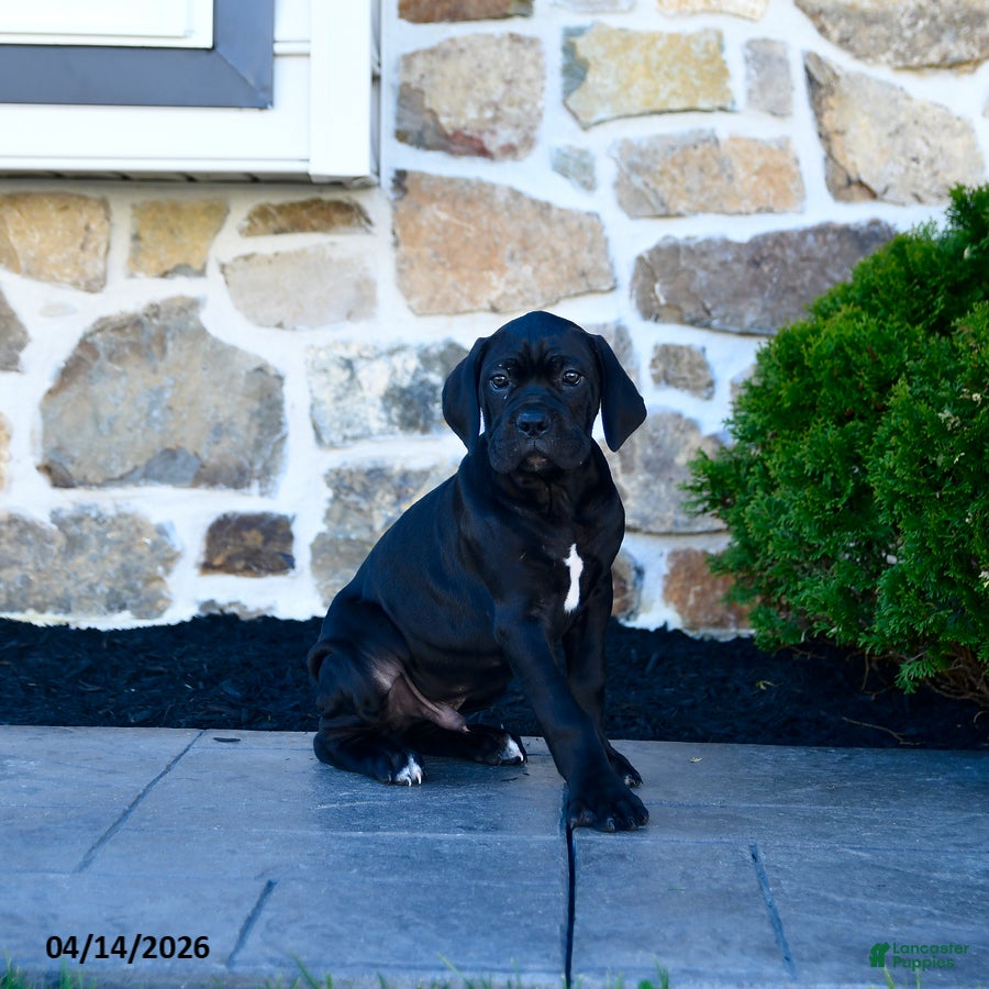 Cane Corso dogs Tazer - Ad 1