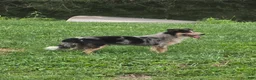 Australian Shepherd dogs for sale: Ellie - Ad 7