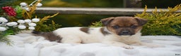 Jack Russell Terrier dogs for sale: Posy - Ad 3