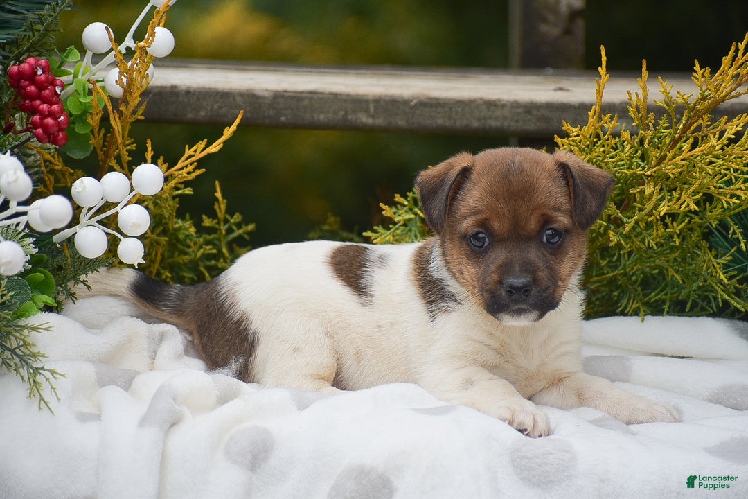 Jack Russell Terrier dogs for sale: Posy - Ad 3