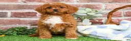 Cavapoo dogs for sale: Beau - Ad 4