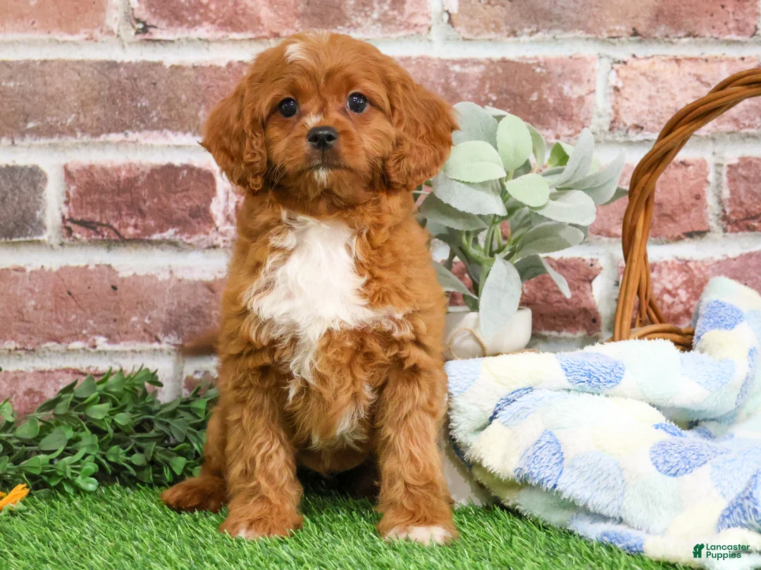 Cavapoo dogs for sale: Beau - Ad 4