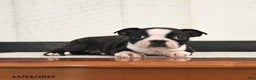 Boston Terrier dogs for sale: Perry - Ad 2