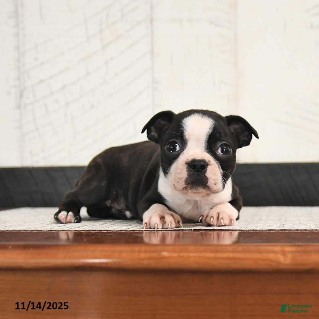 Boston Terrier dogs for sale: Perry - Ad 2