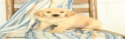 Golden Retriever dogs for sale: Julia - Ad 3