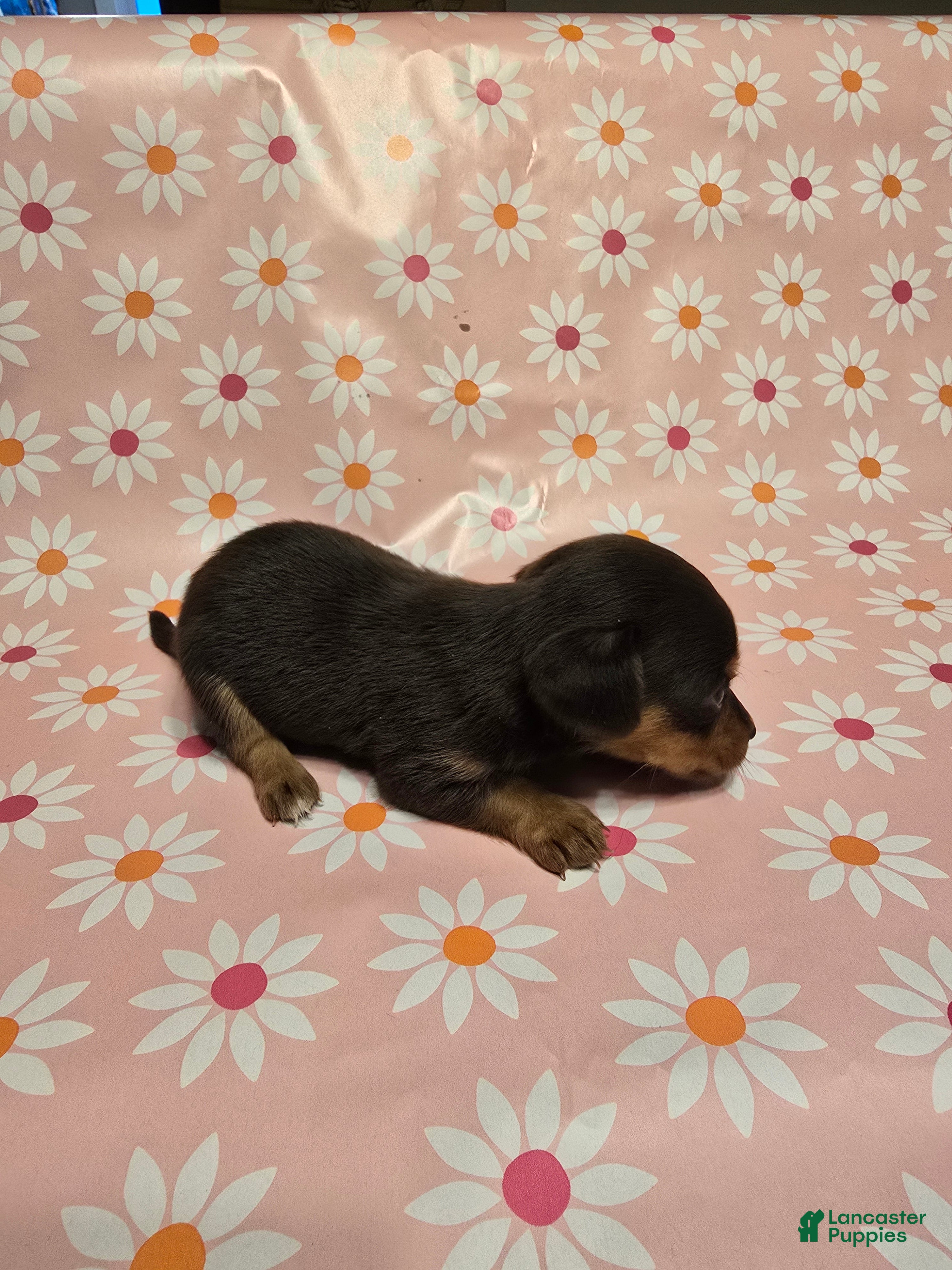 Miniature Dachshund dogs Honey - Ad 33