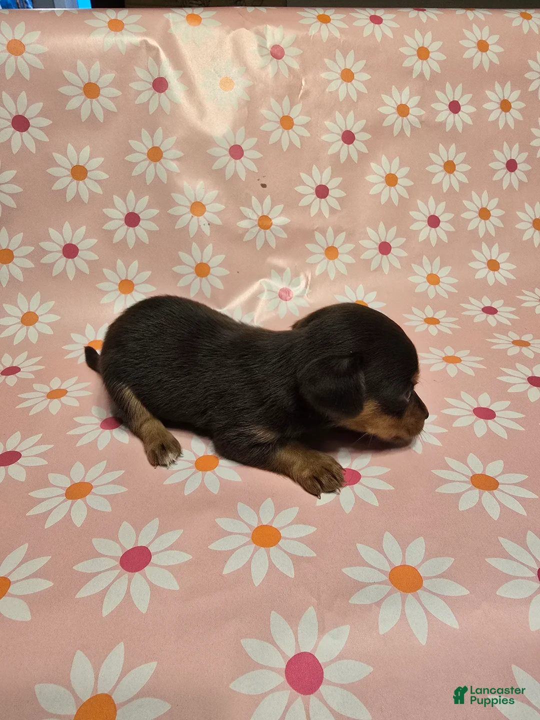 Miniature Dachshund dogs for sale: Honey - Ad 1
