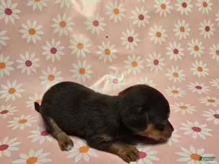 Miniature Dachshund dogs Honey - Ad 33