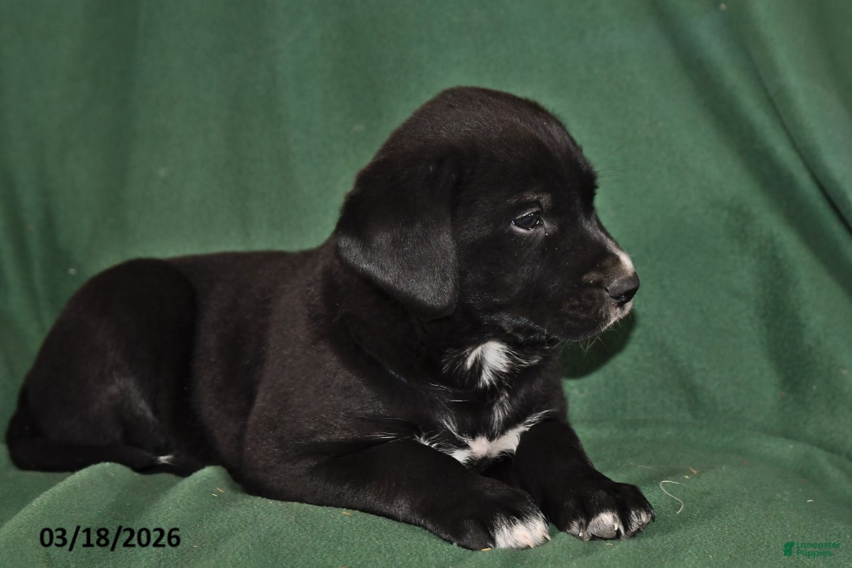 Mixed Breed dogs Jack  - Ad 2