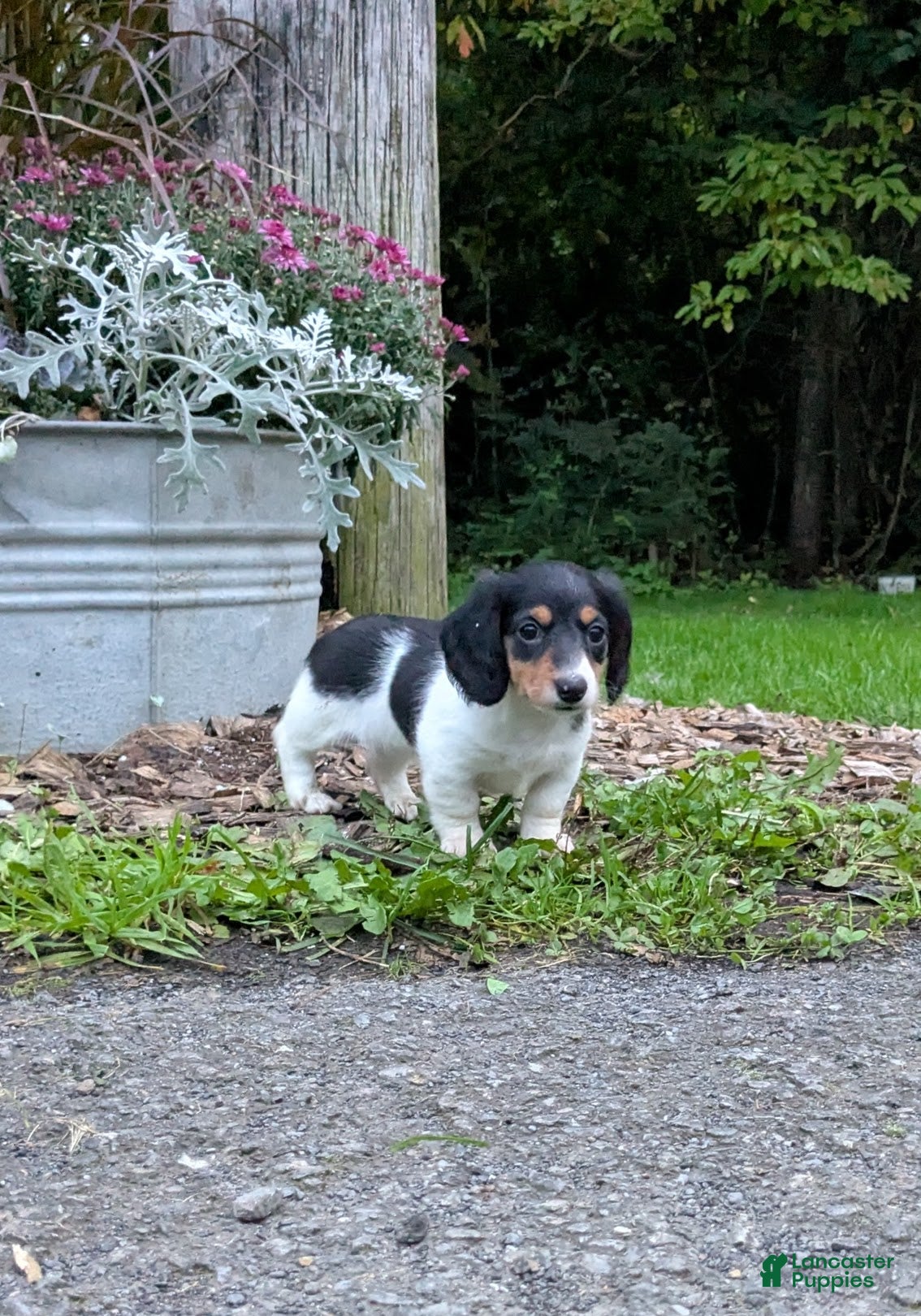 Miniature Dachshund dogs Shadow - Ad 1