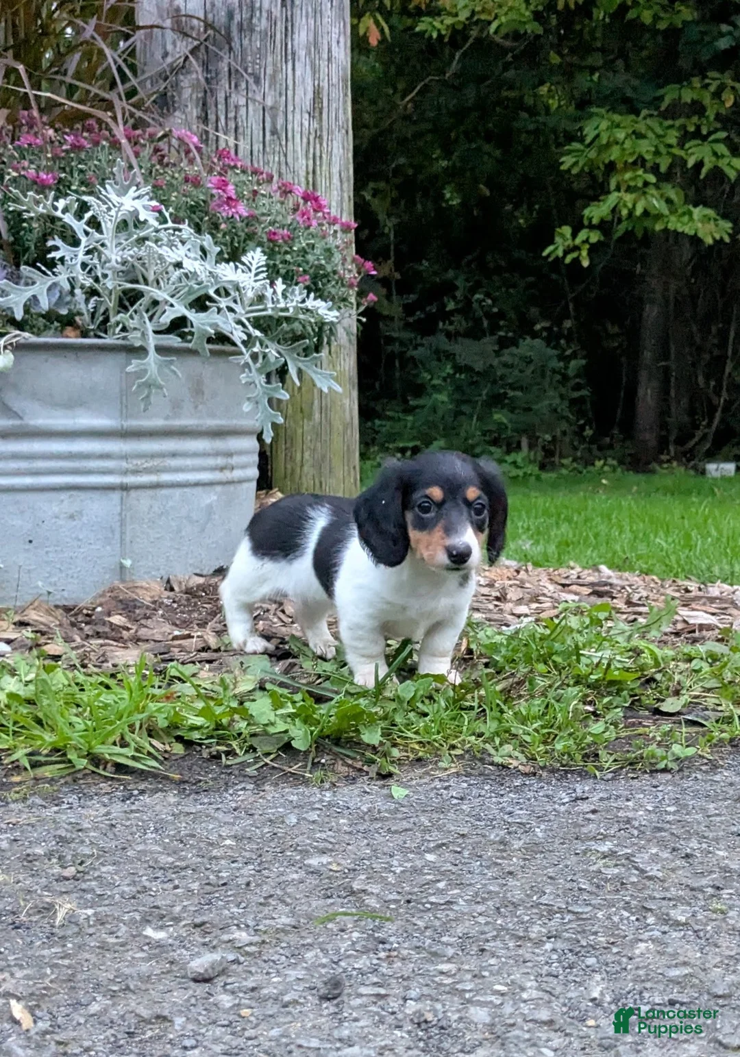 Miniature Dachshund dogs for sale: Shadow - Ad 1