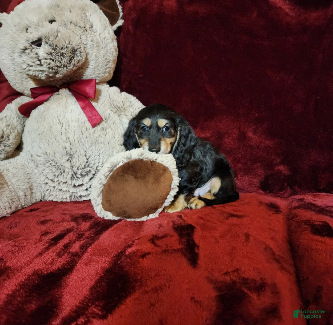 Miniature Dachshund dogs for sale: JASPER - Ad 2