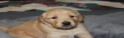 Golden Retriever dogs for sale: Faith - Ad 4