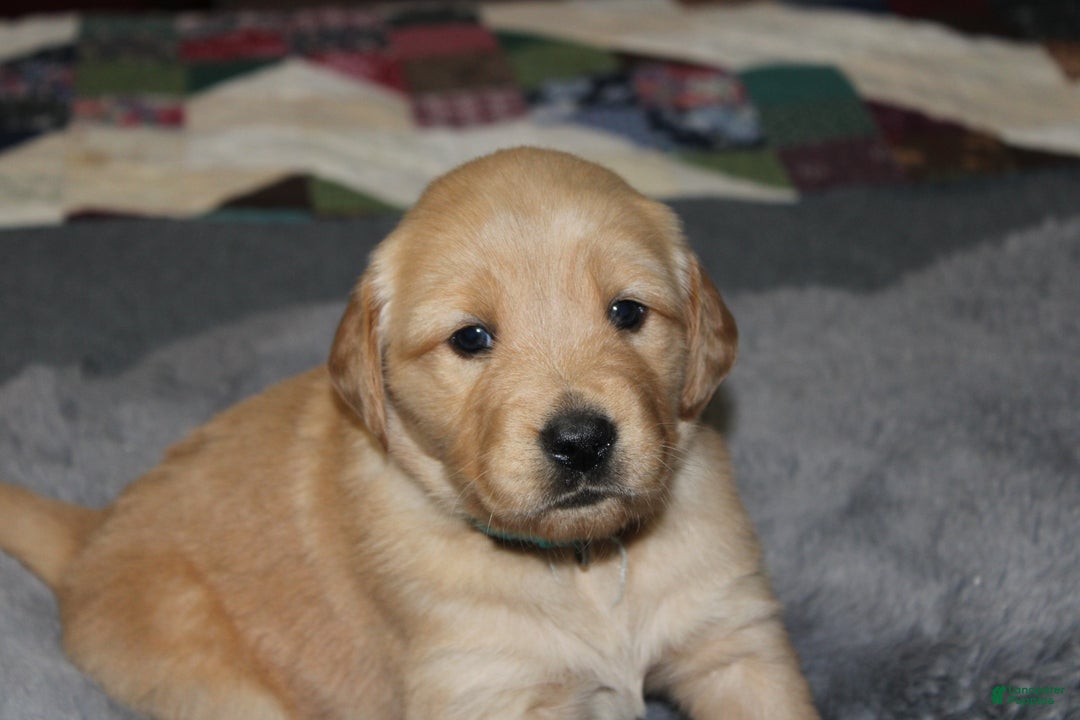 Golden Retriever dogs for sale: Faith - Ad 4