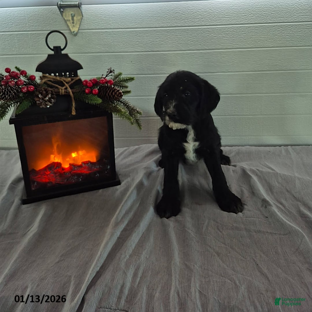 Mixed Breed dogs for sale: Hope - Ad 3