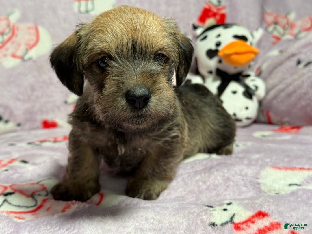 Mixed Breed dogs for sale: Salena  - Ad 2