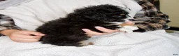 Mini Bernedoodle dogs for sale: Princess - Ad 6