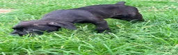 Cane Corso dogs for sale: Crowley AKC yellow/orange collar - Ad 19