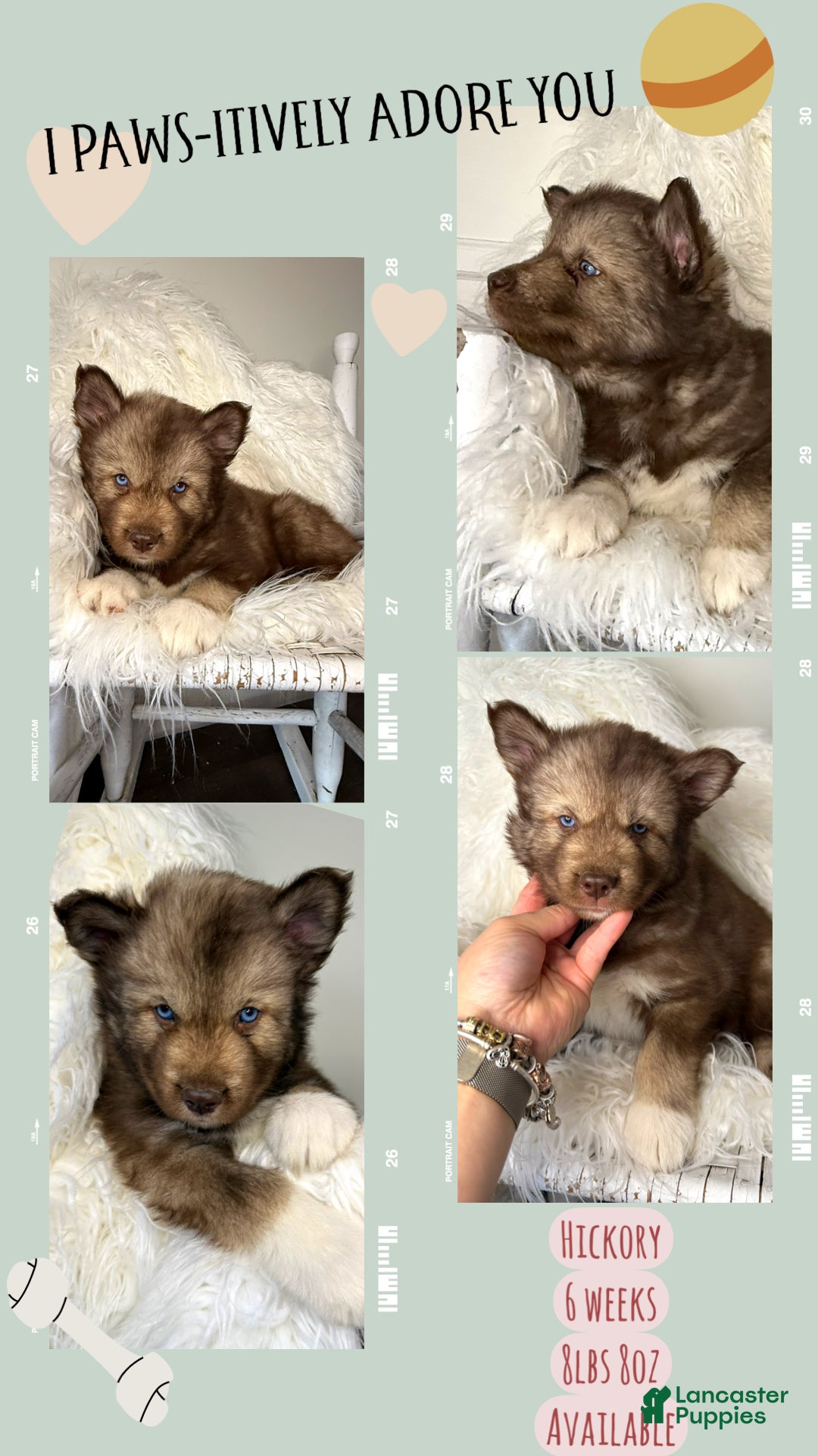 Siberian Husky dogs Hickory - Ad 19