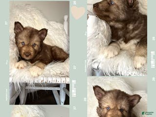 Siberian Husky dogs Hickory - Ad 41