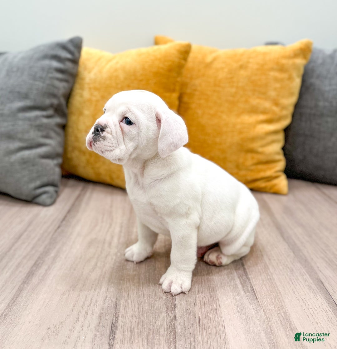 Mixed Breed dogs for sale: Rolo - Ad 4