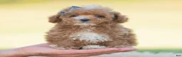 Toy Poodle dogs for sale: Munchkin - Ad 4