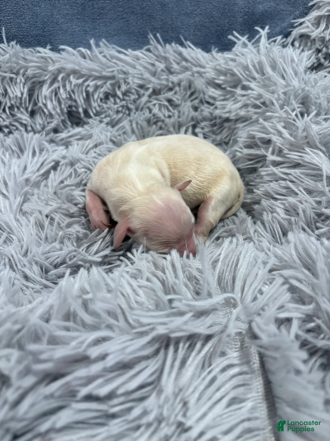 Golden Retriever dogs for sale: jessie - Ad 1