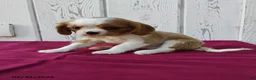 Cavalier King Charles Spaniel dogs for sale: Peanut - Ad 3