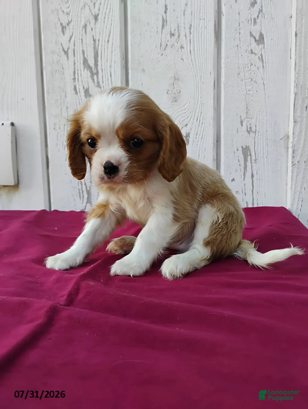 Cavalier King Charles Spaniel dogs for sale: Peanut - Ad 3