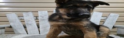 German Shepherd dogs for sale: Hunter - Ad 3