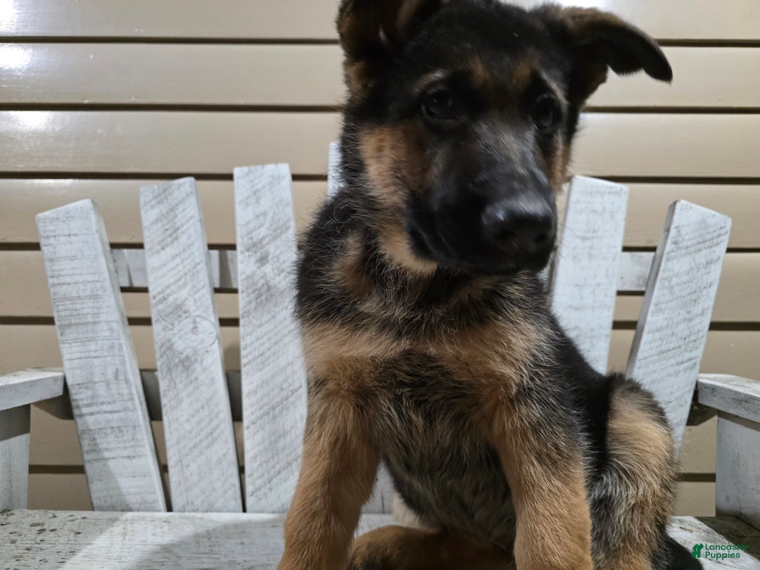 German Shepherd dogs for sale: Hunter - Ad 3