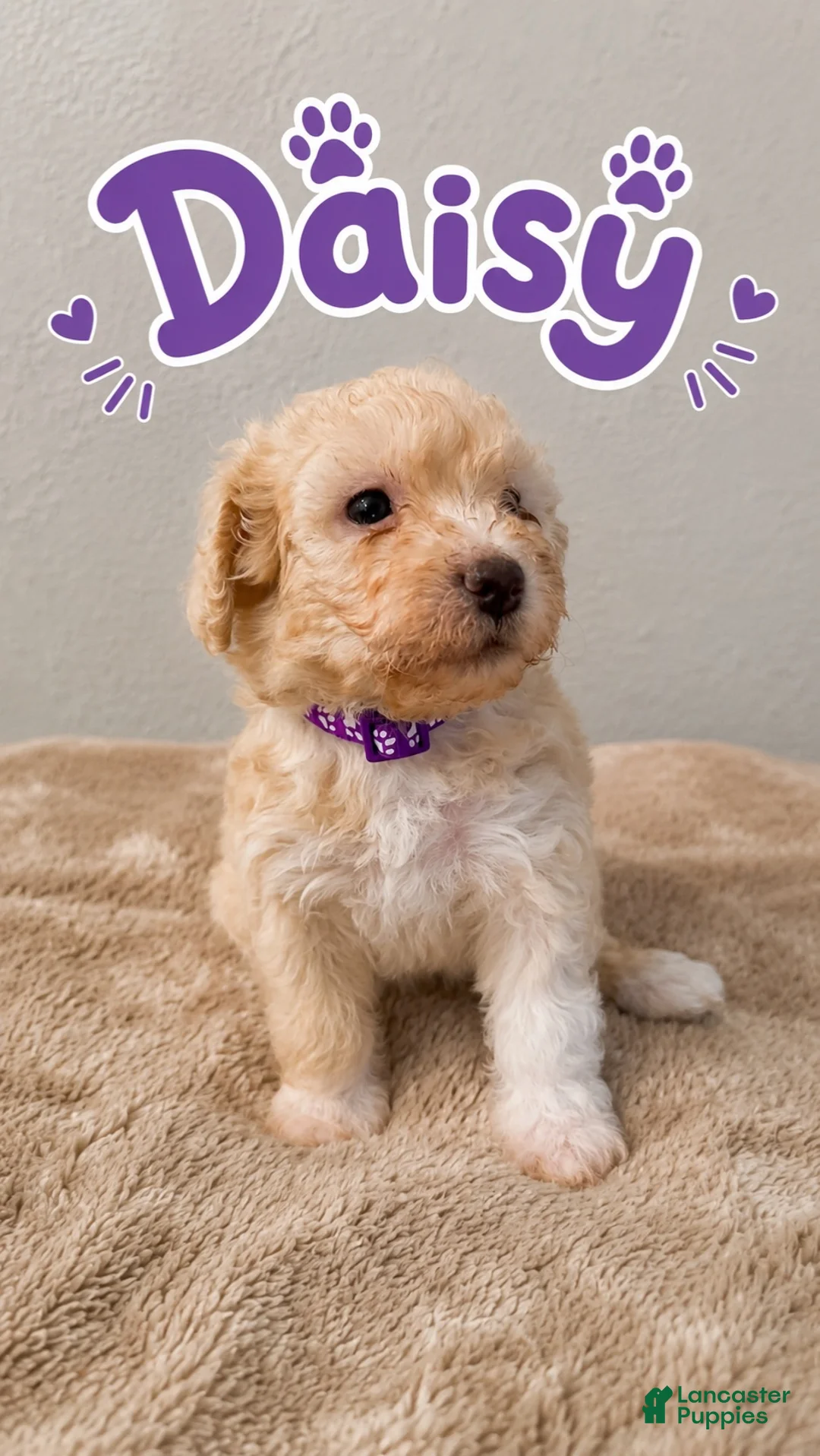 Miniature Poodle dogs for sale: Miniature Poodle 4 - Ad 1