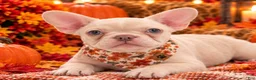 French Bulldog dogs for sale: 5 - Lilac Cream Female - Ad 4