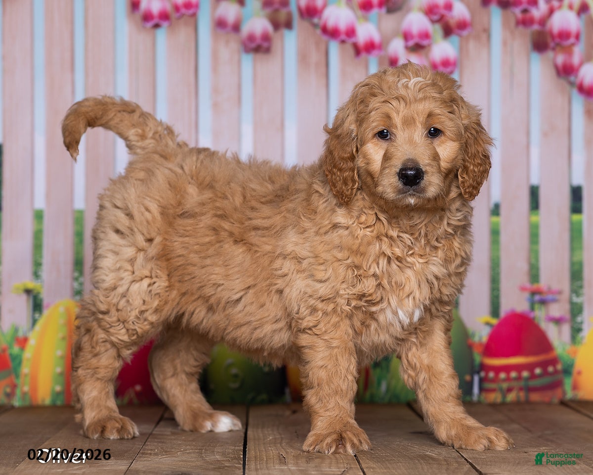Goldendoodle dogs Oliver - Ad 2