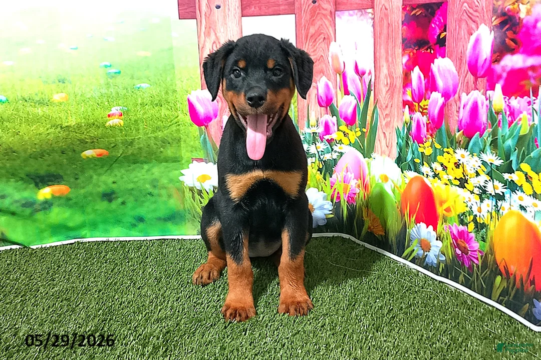Rottweiler dogs for sale: Lucy - Ad 2