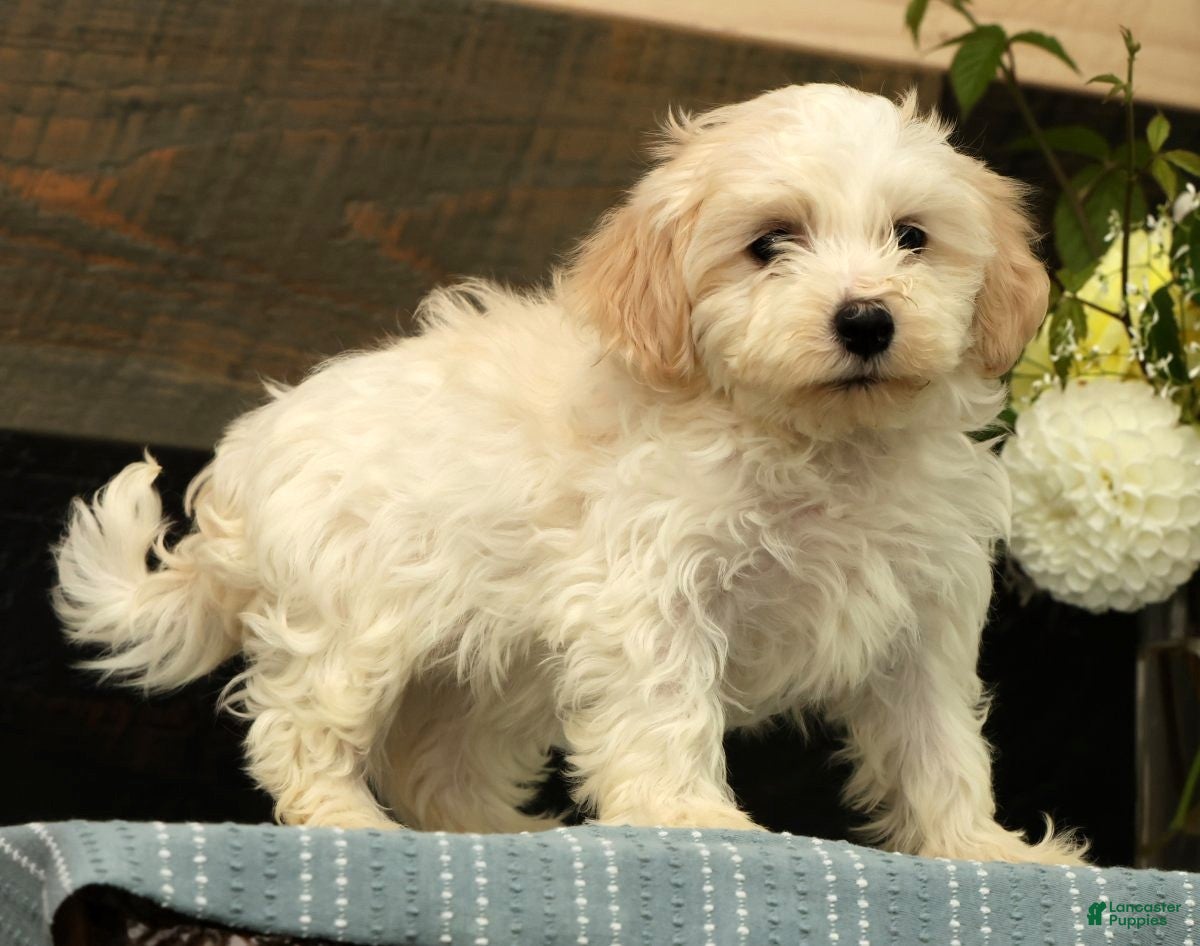 Havanese dogs Gabby - Ad 2