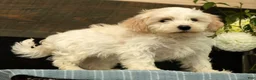 Havanese dogs for sale: Gabby - Ad 2