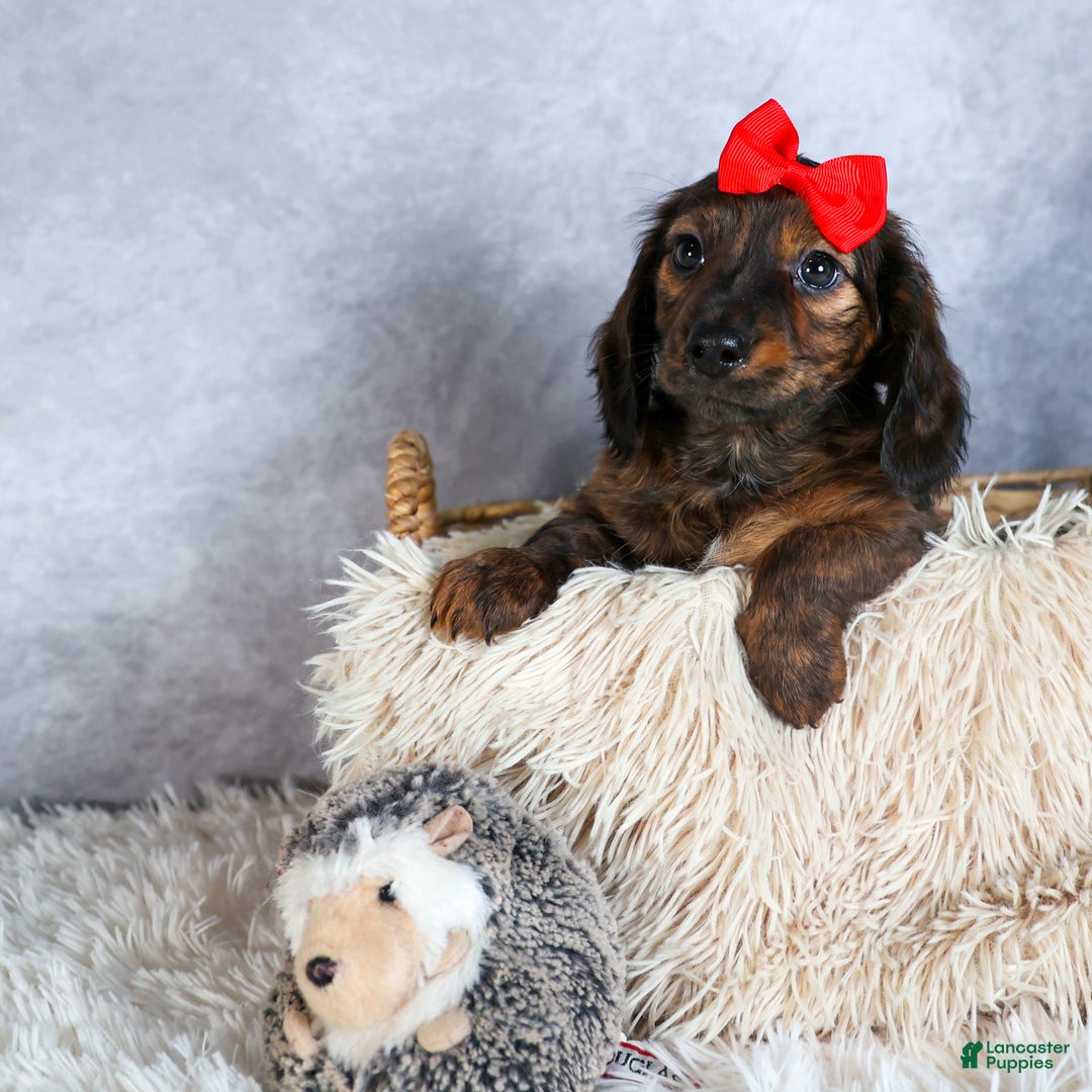 Miniature Dachshund dogs for sale: Felix - Ad 6
