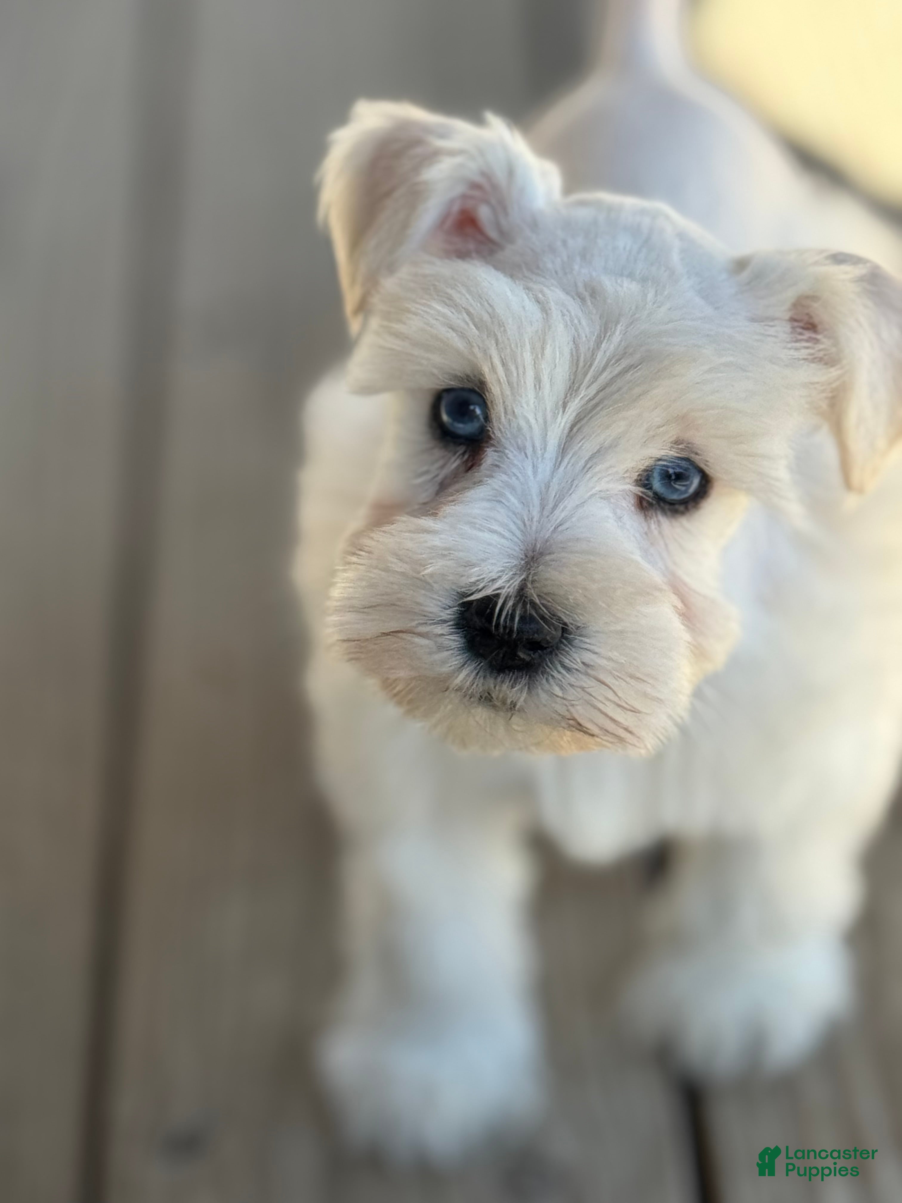 Miniature Schnauzer dogs Mr. Frost - Ad 1