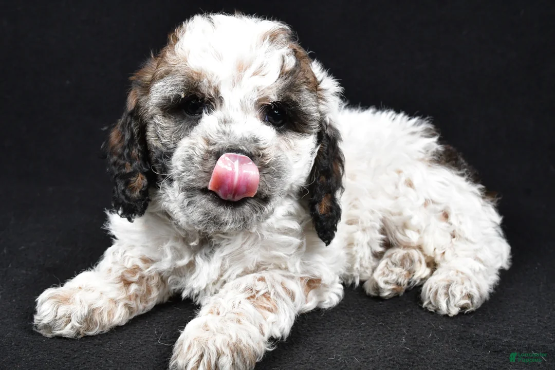 Cockapoo dogs for sale: Dixie - Ad 4