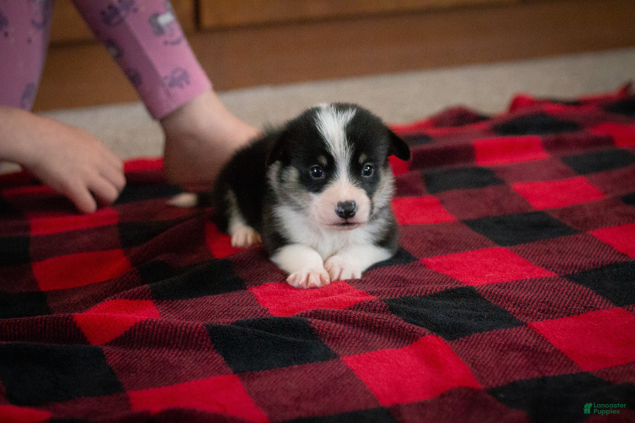 Welsh Corgi Pembroke dogs Zed - Ad 2