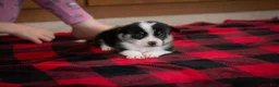 Welsh Corgi Pembroke dogs for sale: Zed - Ad 2