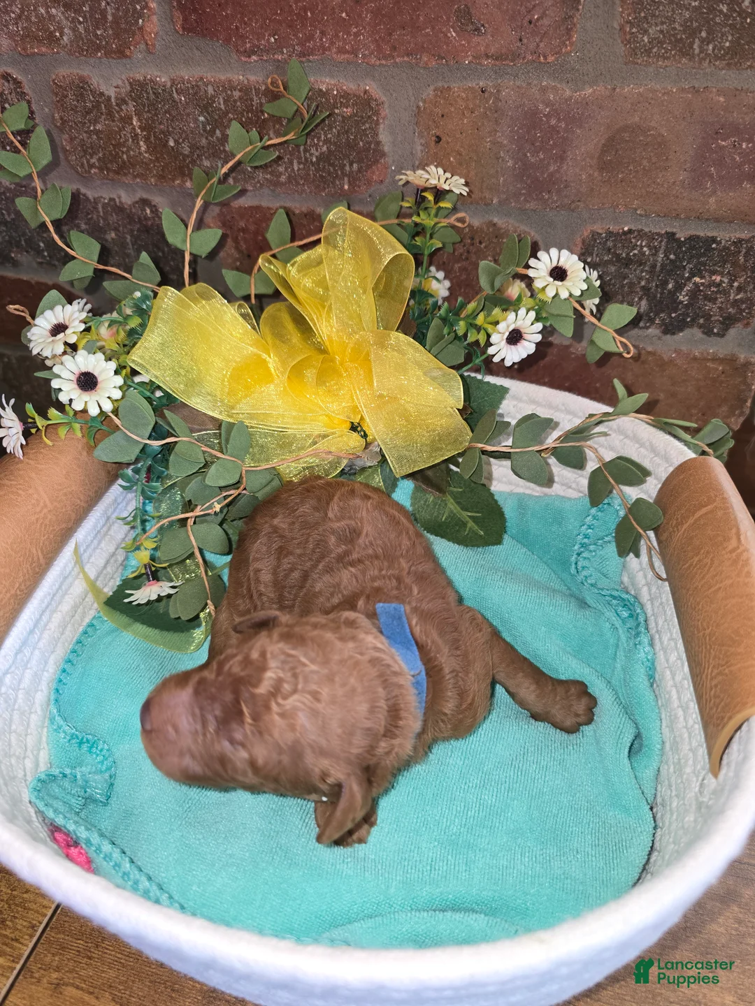 Goldendoodle dogs for sale: Goldendoodle Puppy 6 - Ad 2