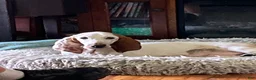 Basset Hound dogs for sale: Basset Hound 8 - Ad 6